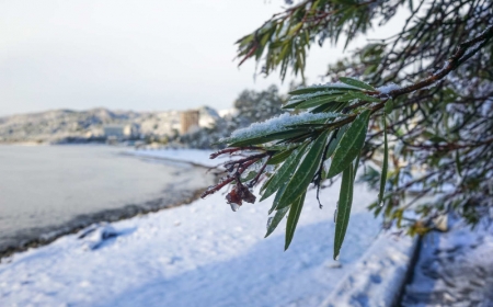 laurier rose gel et froid résistant aux températures basses jusqu'à moins 10 degres