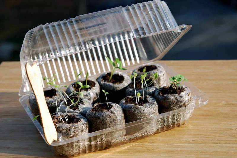 mini serre pour semis dans une boite de plastique idee jardin recup