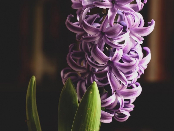 offrir des bulbes de printemps pour noel jacynthe en pot de couleur violette