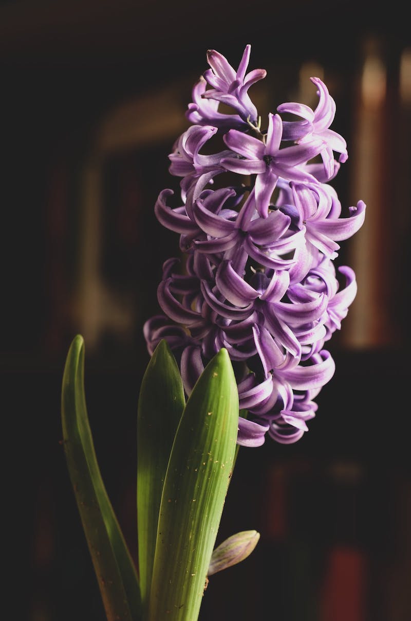 offrir des bulbes de printemps pour noel jacynthe en pot de couleur violette
