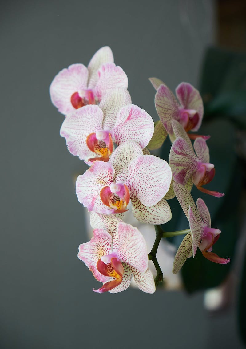 phalaenopsis fleur de noel originale idée diversité orchidée facile à cultiver
