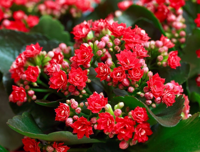 plante feuille rouge petites fleurs rouges feuillage vert idée plante d appartement originale