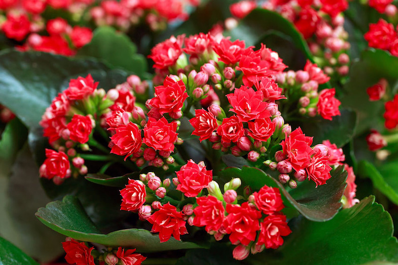 plante feuille rouge petites fleurs rouges feuillage vert idée plante d appartement originale