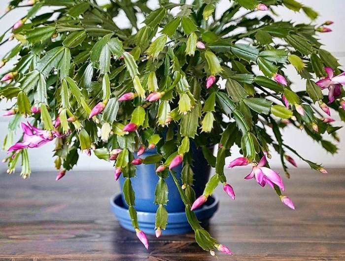plante grasse fleur rose cactus de noel bouture pot bleu