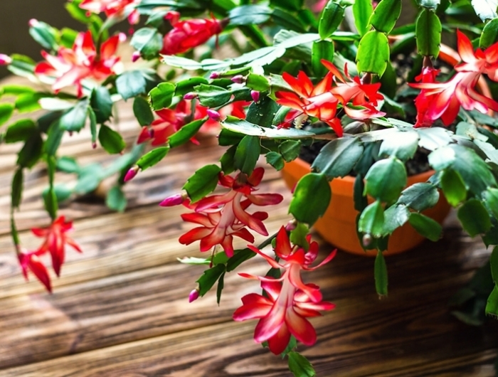 plante grasse fleur rouge bouture cactus de noel