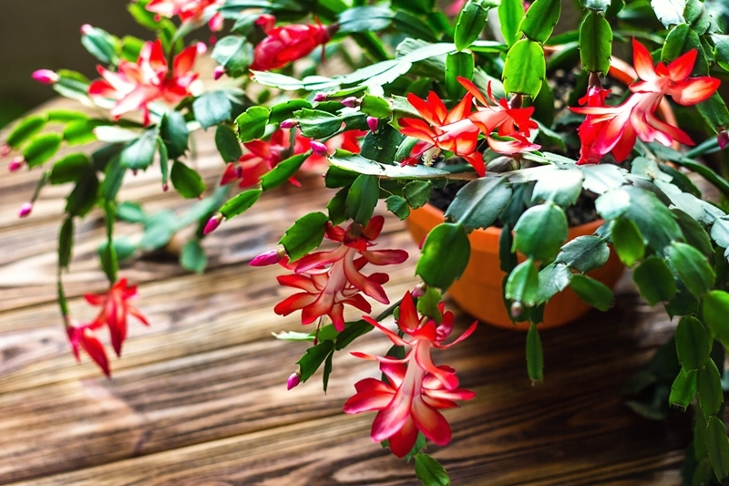 plante grasse fleur rouge bouture cactus de noel