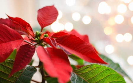 plante étoile de noel la décoration par excellence pour les fetes de fin d année