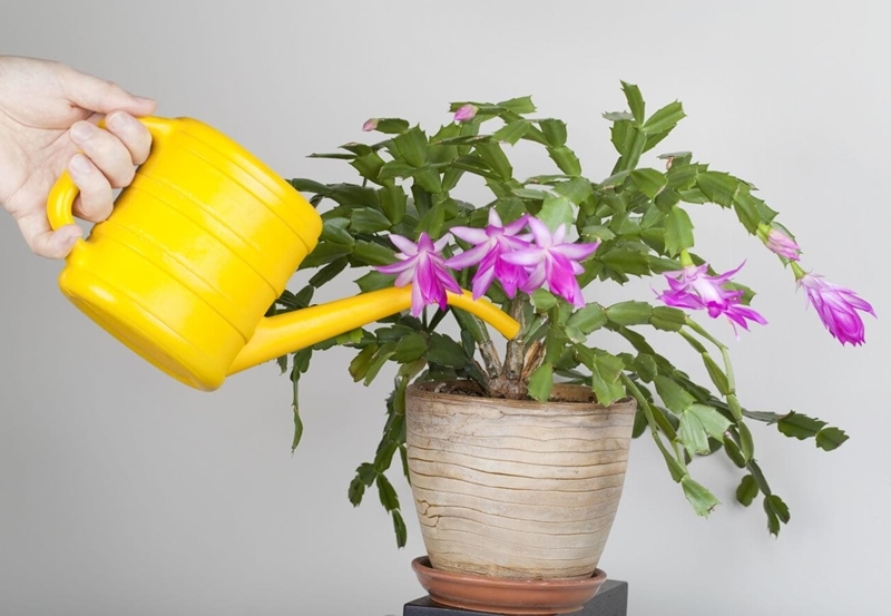 Entretien cactus de Noël : conseils simples pour faire prospérer la plante  grasse fleurie