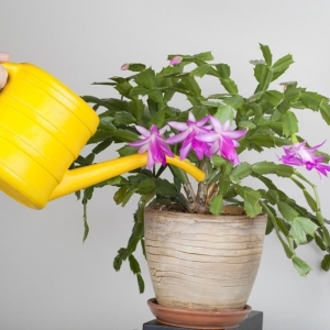 Entretien cactus de Noël : conseils simples pour faire prospérer la plante grasse fleurie