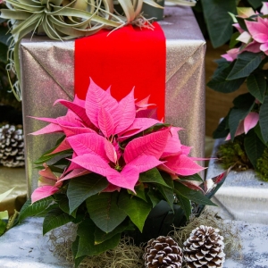 Quelles sont les meilleures fleurs de Noël à offrir ou simplement décorer avec