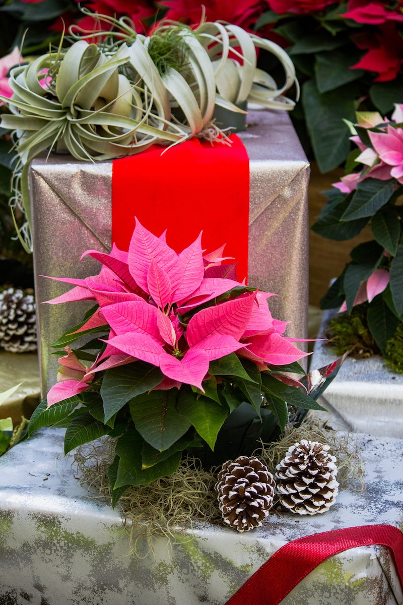 Quelles sont les meilleures fleurs de Noël à offrir ou simplement décorer  avec