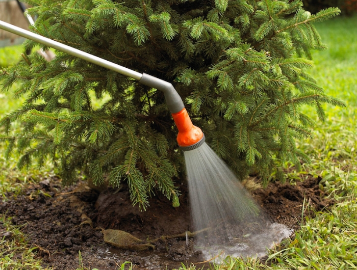 replanter un sapin de noel dans le jardin comment faire