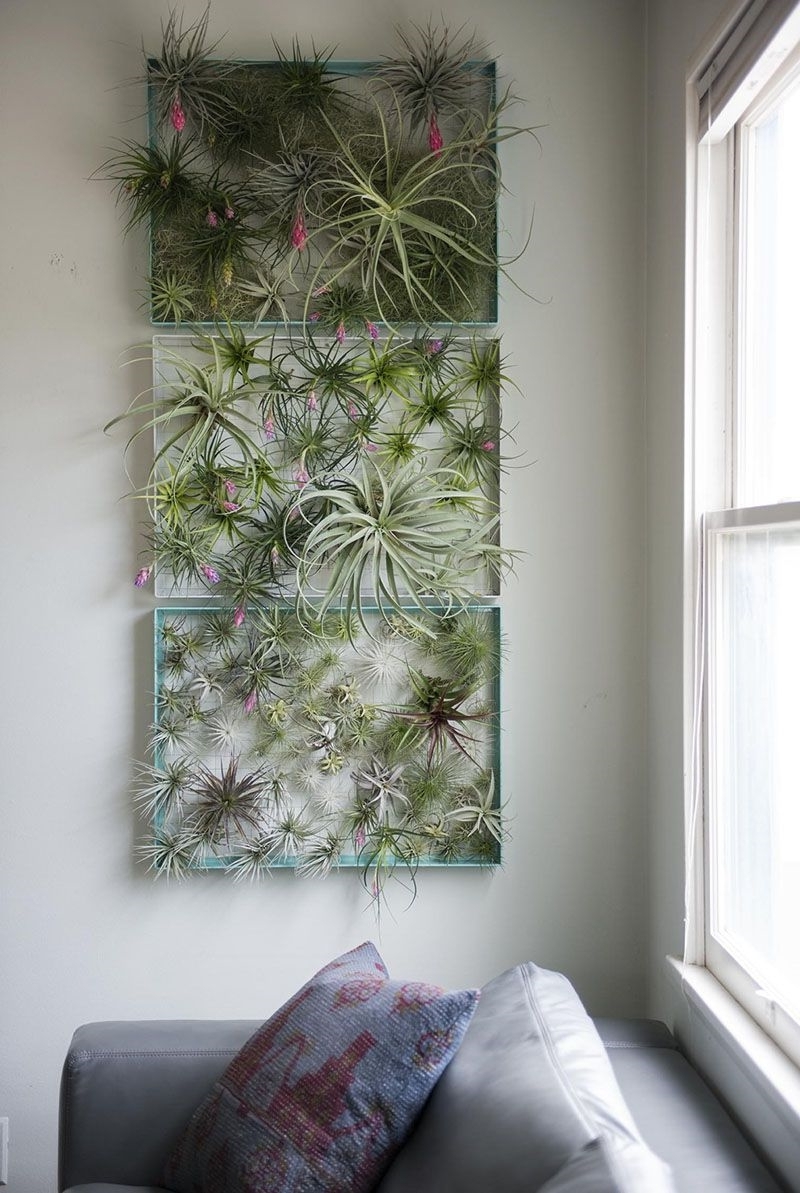 tillandsia cyanea entretien plante fille de l air grillage mural
