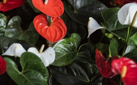 anthurium blanc plantes vertes d intérieur à fleurs rouges