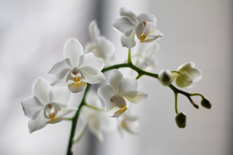 arrosage orchidée fréquence comment arroser une orchidée par dessus