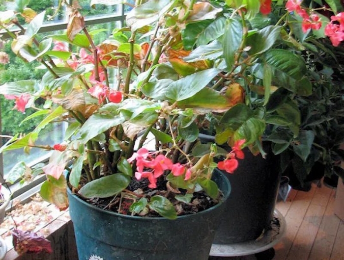 begonia à l intérieur en hiver exemple de fleur originale en pot ou en terre