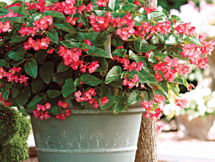 begonia dragon entretien variete de begonia dans le jardin