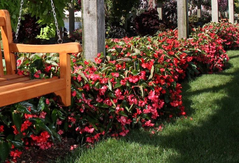 Begonia Dragon Hiver