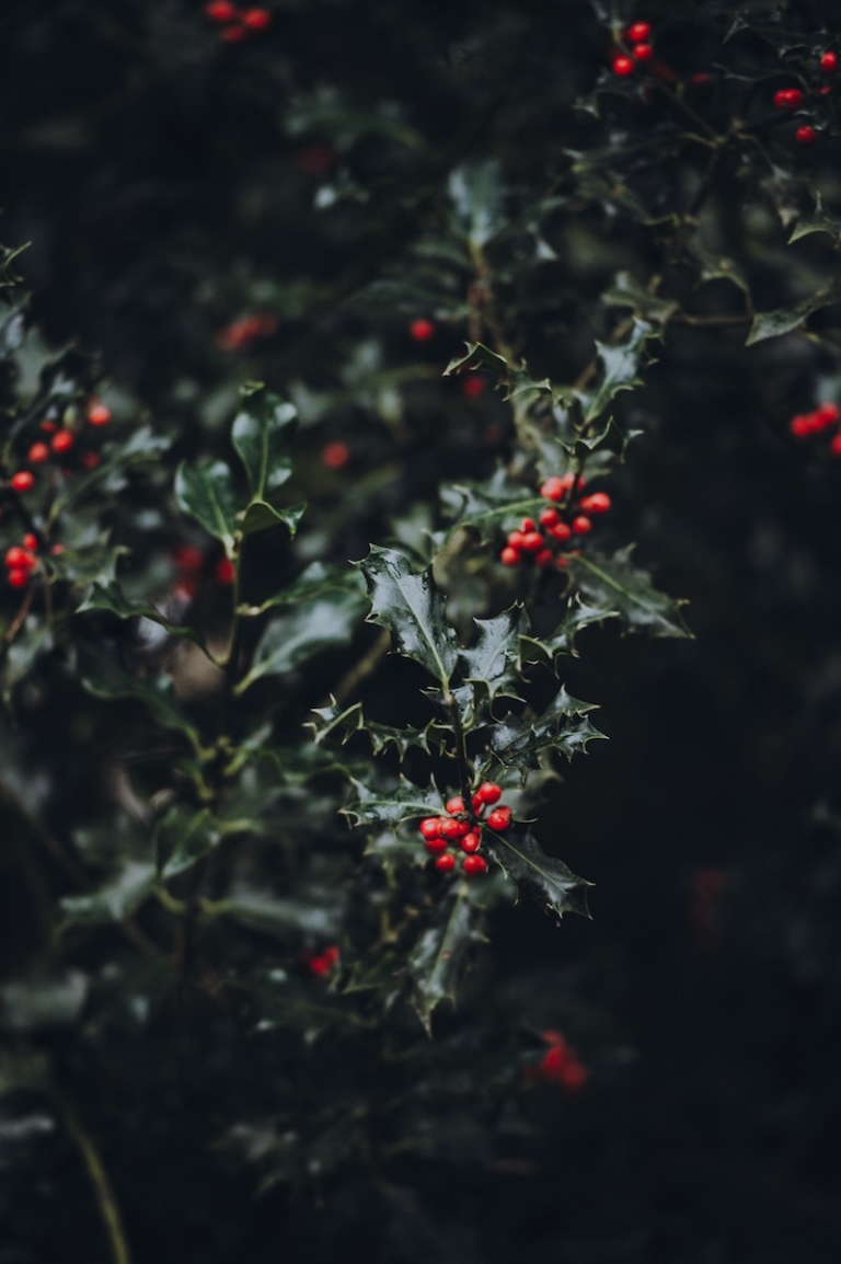 Le houx de Noël dans le jardin et dans la déco festive – une tradition