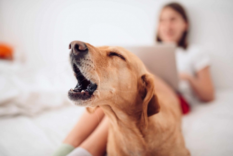 Chien qui aboie Pourquoi et que faire