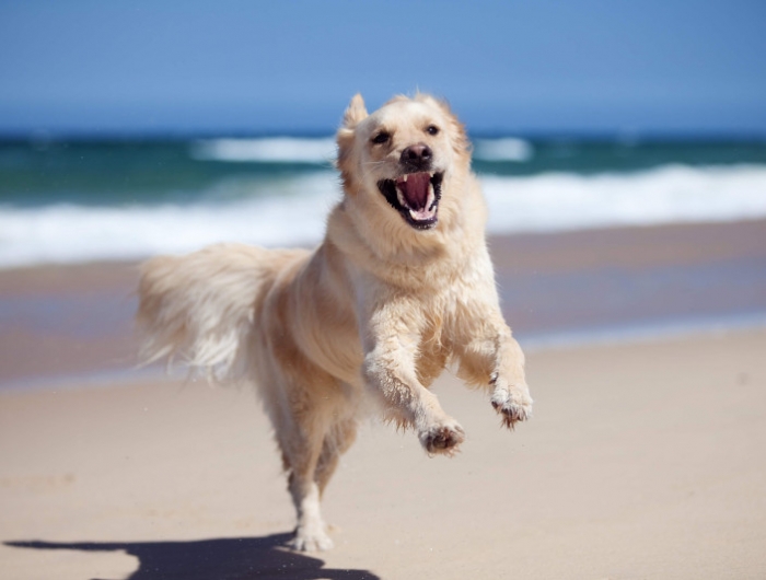 chien qui n aboie pas conseils pour dresser un chien heureux sur la plage