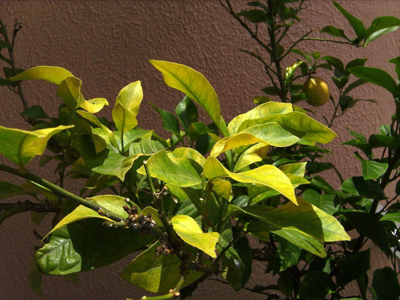 citronnier feuilles jaunes comment remedier les causes et les symptomes du jaunissement