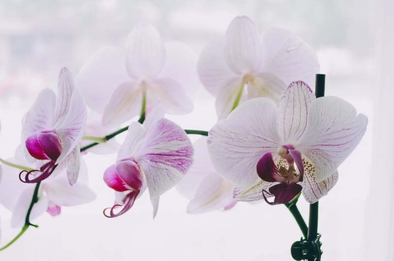 comment arroser une orchidée feuilles racines entretien humidité