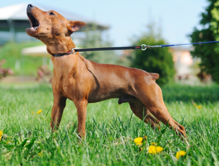 comment empecher un chien d aboyer conseils pour bien dresser un chien