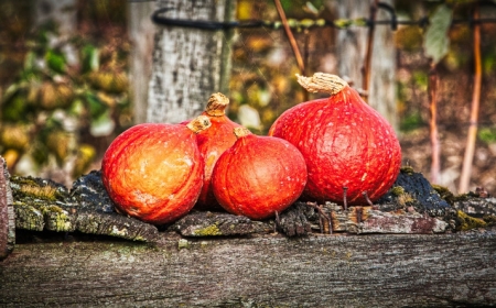 comment eplucher une courge mettre au four pour la rendre plus tendre