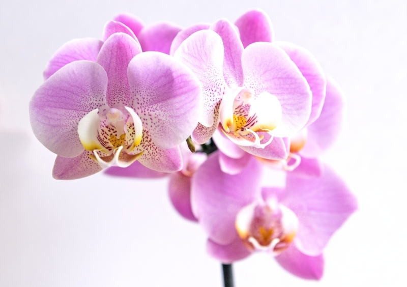 comment faire refleurir une orchidée conseils conditions cultivation