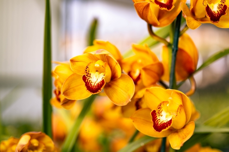 comment faire repartir une orchidée engrais lumière températures