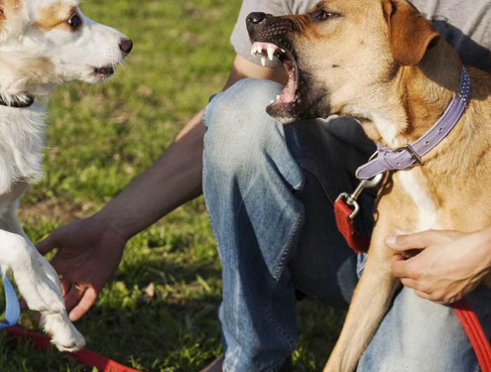comment faire taire un chien qui aboie sur les autres chiens réactivité chez les chiens