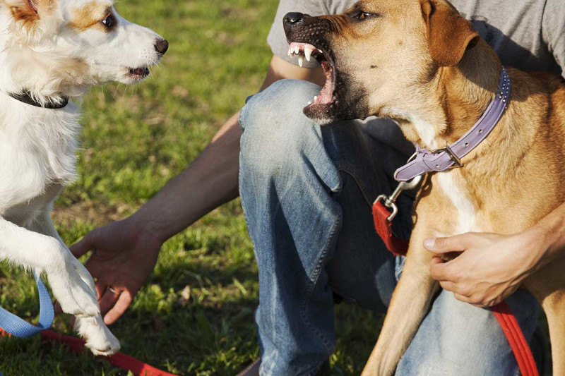 comment faire taire un chien qui aboie sur les autres chiens réactivité chez les chiens