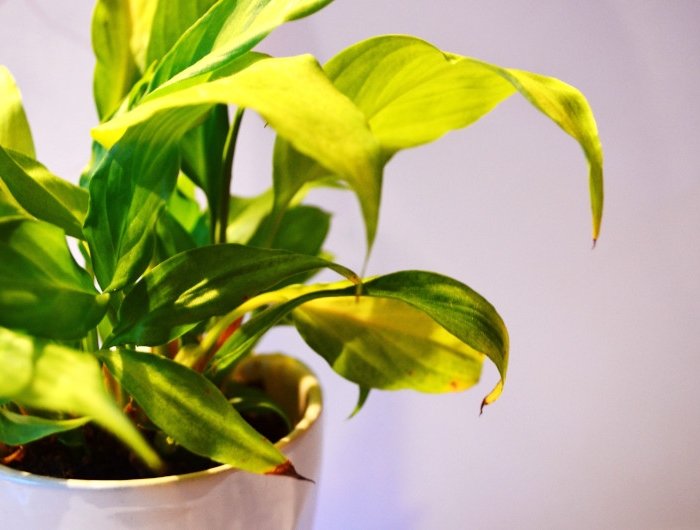 comment sauver une plante qui jaunit conseils pratiques pour soulager les carences