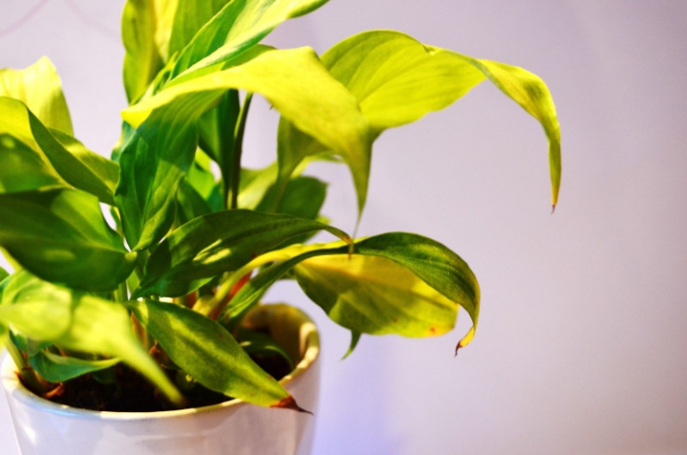 Feuilles qui jaunissent causes et remèdes pour avoir de belles plantes