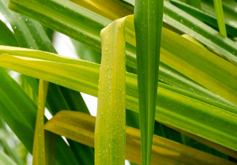 Feuilles qui jaunissent causes et remèdes pour avoir de belles plantes