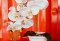 Les conditions idéales pour faire prospérer son orchidée Phalaenopsis