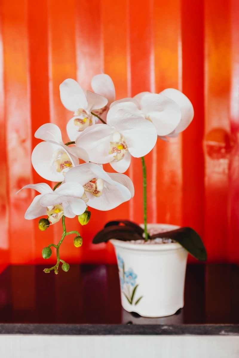 entretien des orchidees d interieur arroosage exposition soleil