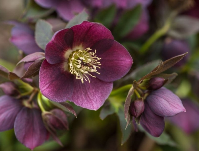 entretien fleur de noel rose de noel de couleur violette idée plantes de jardin
