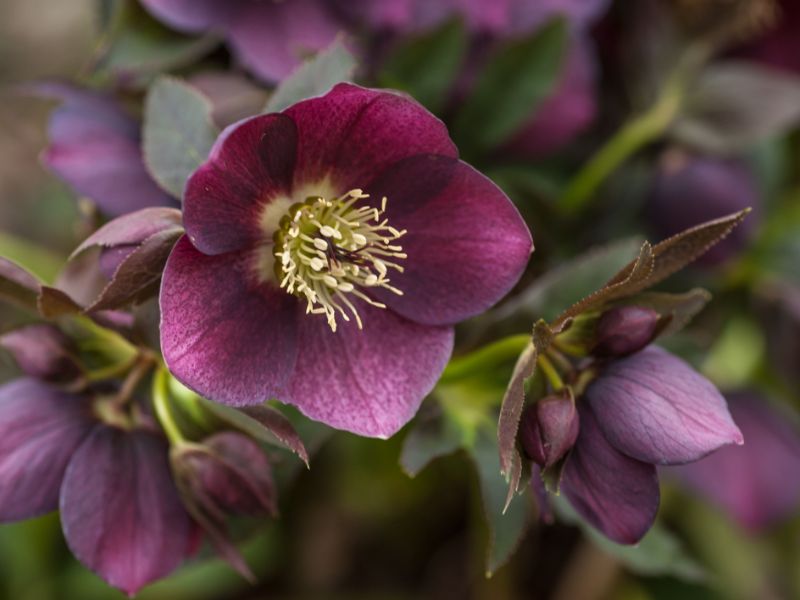 entretien fleur de noel rose de noel de couleur violette idée plantes de jardin