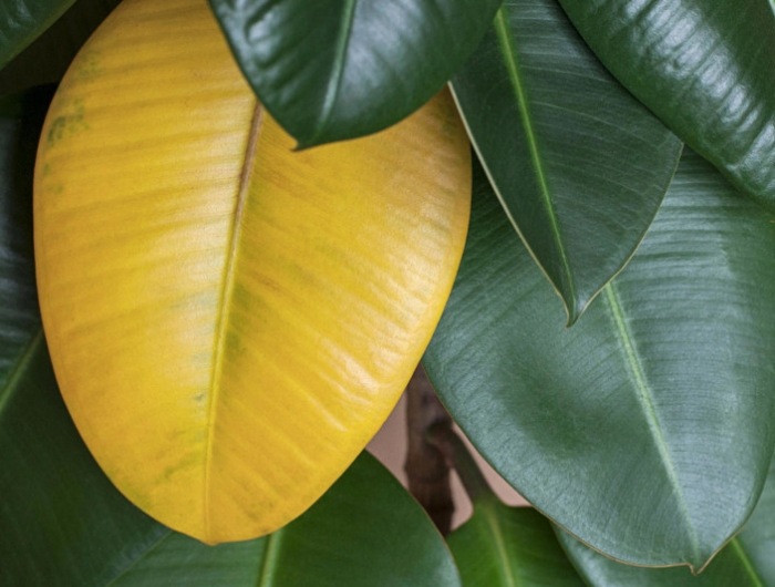 yellow leaf on green ficus elastica plant