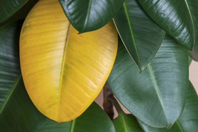 Feuilles qui jaunissent causes et remèdes pour avoir de belles plantes