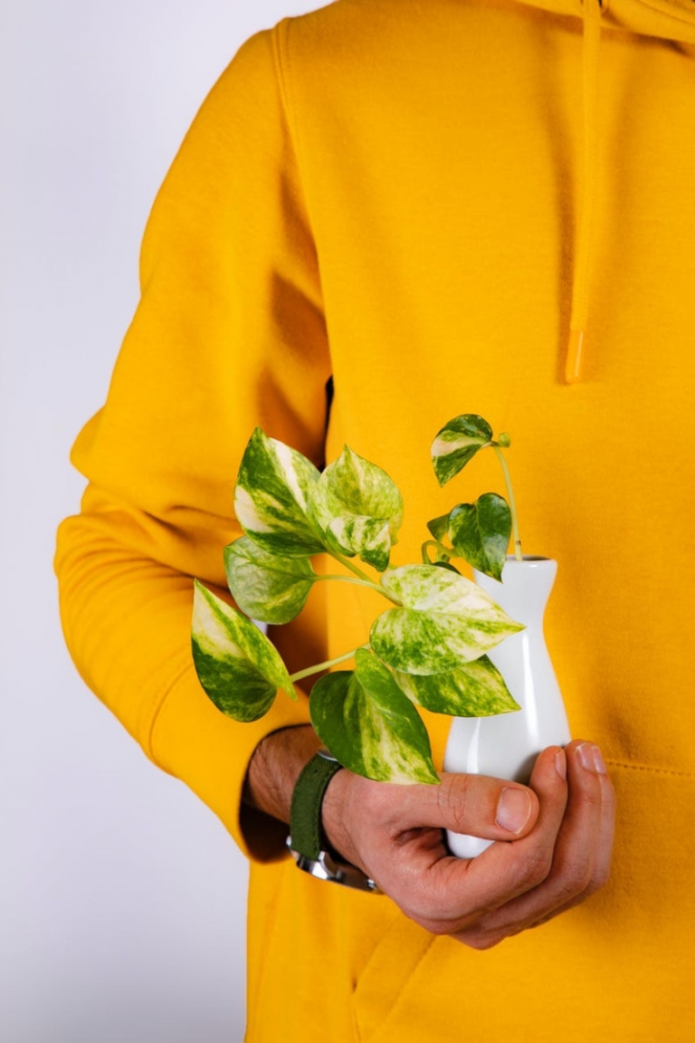 Feuilles qui jaunissent causes et remèdes pour avoir de belles plantes
