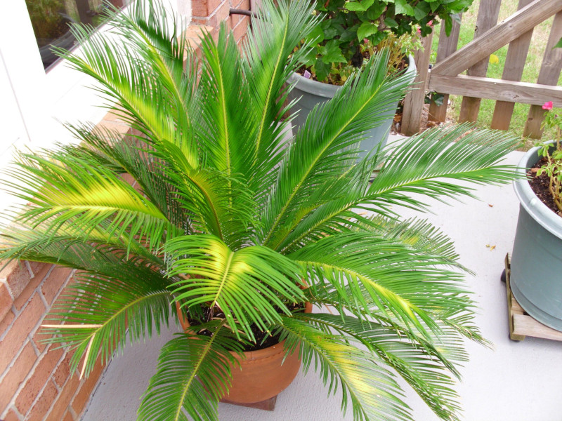 feuille jaune plante de palmier installee sur un balcon ensoleillé