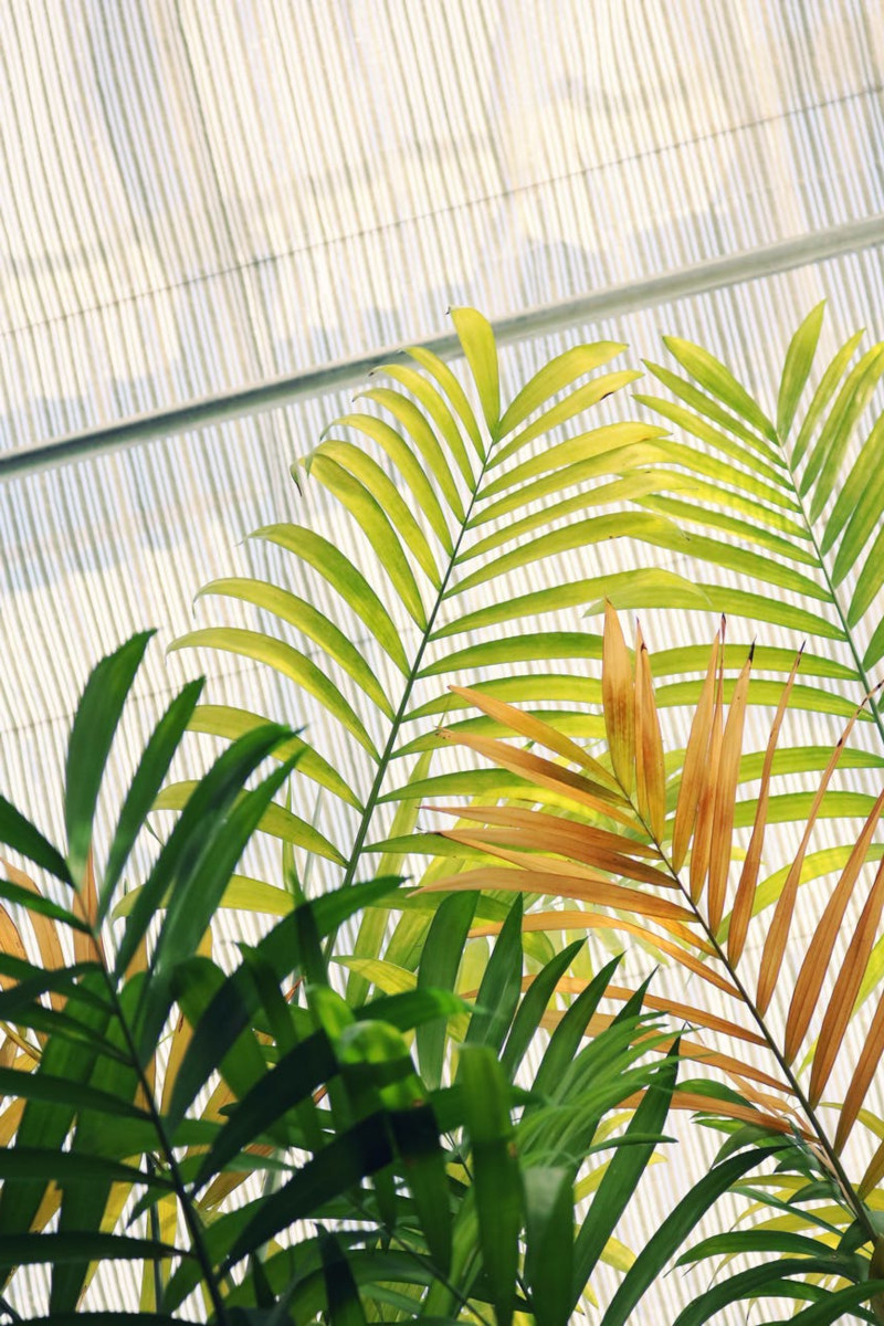 Feuilles qui jaunissent causes et remèdes pour avoir de belles plantes