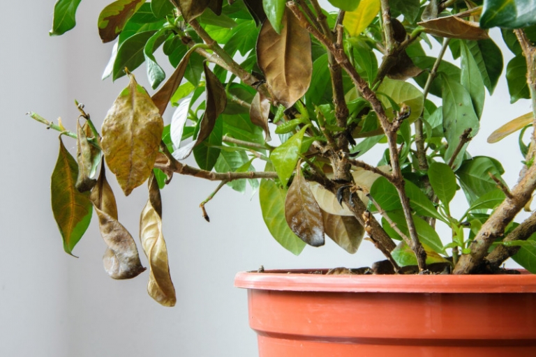 Feuilles qui jaunissent causes et remèdes pour avoir de belles plantes