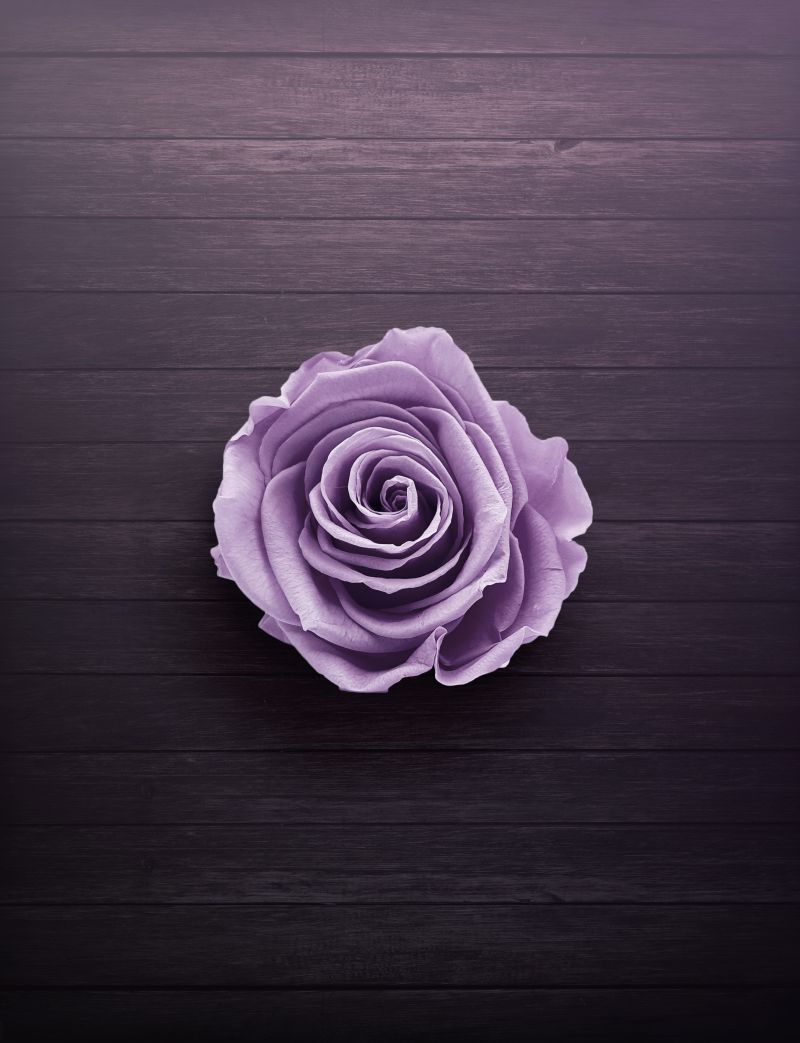 fleur couleur violette une rose en couleur very peri