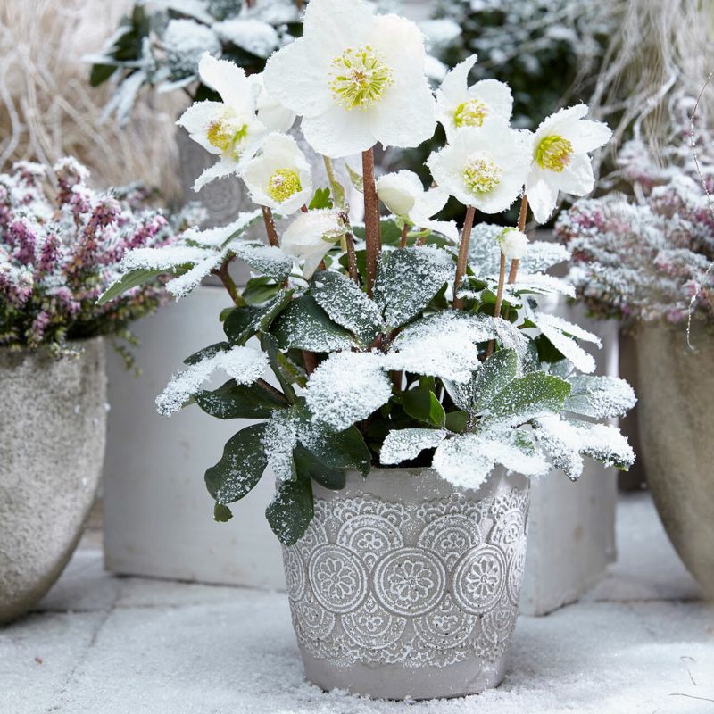 fleur de jardin resistant au gel d hiver idee de rose de noel en pot blanche