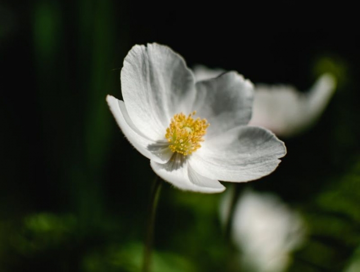 fleur de noel blanche rose de noel couleur neige idée plante à offrir