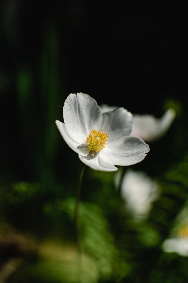 fleur de noel blanche rose de noel couleur neige idée plante à offrir